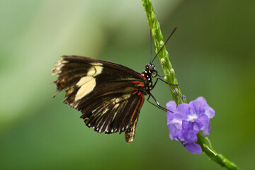 Schmetterling