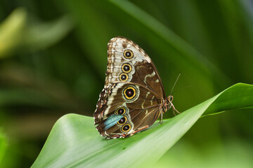 Schmetterling