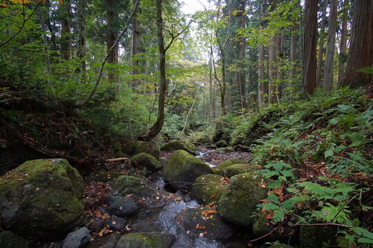 Mysterious landscape of  the forest in Japan