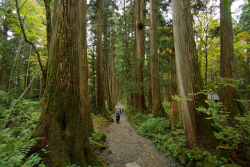 Mysterious landscape of  the forest in Japan