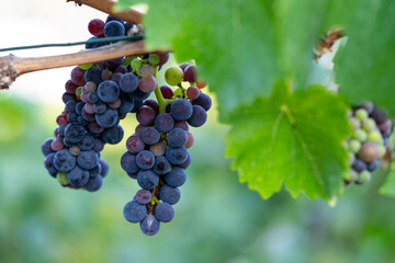 Grapes on the vineyards along the Red Wine Trail in the Ahr Valley, Germany
