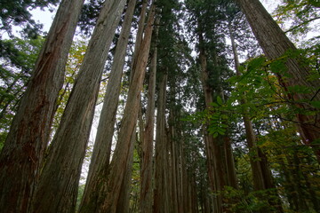 Mysterious landscape of  the forest in Japan