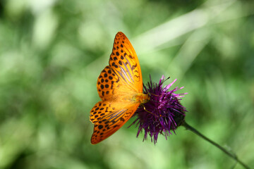 Silver-washed fritillary
