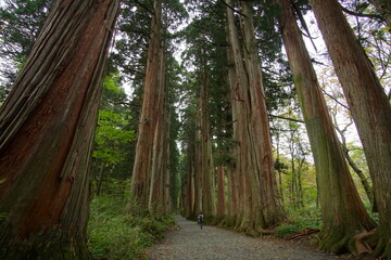 Mysterious landscape of  the forest in Japan