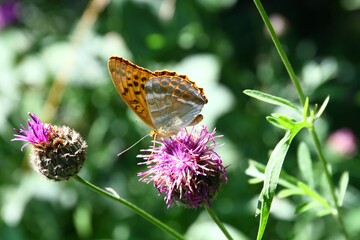 Silver-washed fritillary
