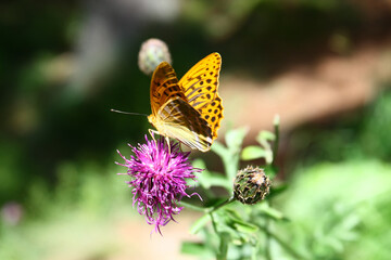 Silver-washed fritillary
