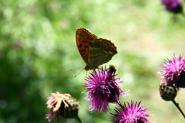 Silver-washed fritillary
