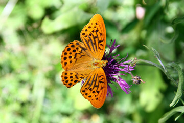 Silver-washed fritillary
