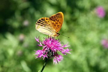 Silver-washed fritillary

