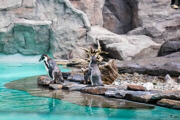 Dwa pingwiny w zoo stojące nad wodą na wybiegu