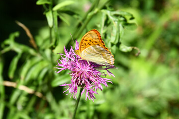 Silver-washed fritillary
