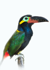 blue and yellow green parrot billed toucan isolated on white background