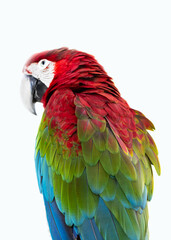 red parrot macaw ara ararauna isolated on white background