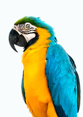 blue and yellow parrot macaw ara ararauna isolated on white background © Igor Sky