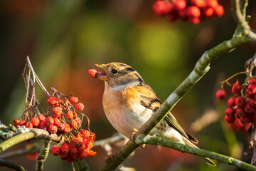 Brambling bird, Fringilla montifringilla, in winter plumage feeding berries