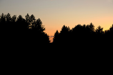 Black silhouette of a pine forest against a cloudless sky at sunset.