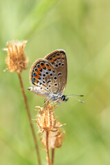 Plebejus argus silver-studded blue butterfly female closeup