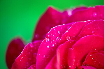 Rose covered in morning dew. Beautiful background of rose flower, macro. Wallpaper from the pattern of the opened bud of a red rose. Selective focus