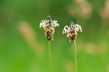 Plantago lanceolata ribwort plantain, narrowleaf plantain, English plantain, ribleaf or lamb's tongue flower closeup