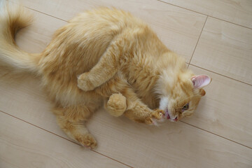 足についたマタタビ粉をなめる猫（マンチカン）