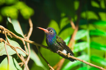 Male white-chinned sapphire Hylocharis cyanus, hummingbird perched on a branch.