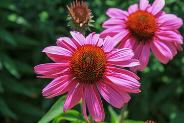 Flor