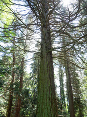 Fototapeta premium Arboretum de Masjoan, Espinelves, Girona