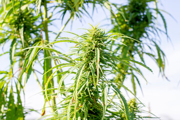 Hemp bushes against the blue sky. Cannabis leaf on sky blue background