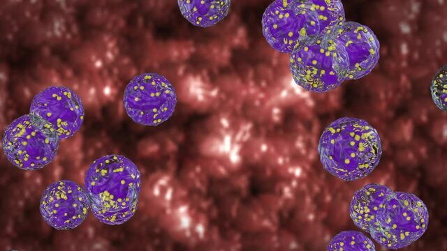 White blood cells flow, Neutrophils