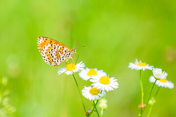 Melitaea didyma, red-band fritillary or spotted fritillary butterfly