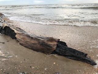 dead tree