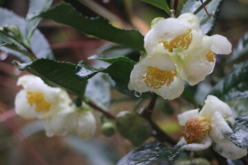 tea flowers , black tea blossom