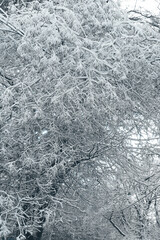 Winter snowy scene. Snow on the branches of trees in the city Park. On horizon  road with moving vehicles. New year. Calm blurry snow flakes winter background with copy space.