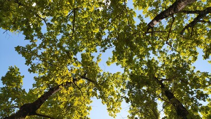 Obraz premium green leaves against blue sky
