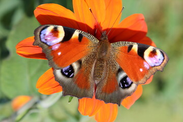motyl rusałka pawie oczko