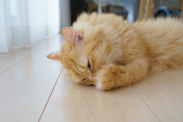 毛づくろいする猫（マンチカン）