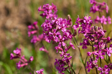 Gewöhnliche Pechnelke (Silene viscaria) 