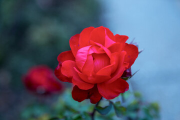Obraz premium Beautiful red roses in the garden on blurred background. Selective soft focus. As floral background for your art project