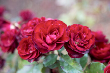 Beautiful red roses in the garden on blurred background. Selective soft focus. As floral background for your art project