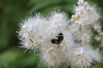 A close up of a flower
