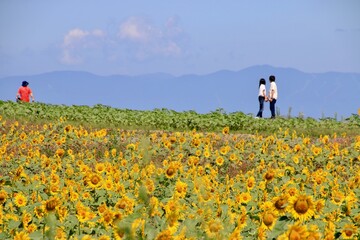 Fototapeta premium 布引風の高原・ひまわり（福島県・郡山市）