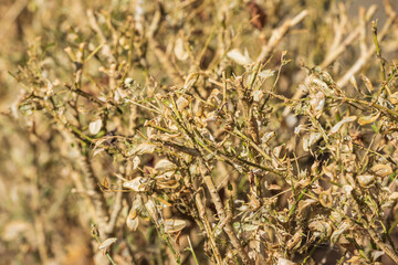 Buxus infested by the Box tree moth caterpillar, Cydalima perspectalis,