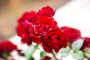 Beautiful red roses with copy space and soft blur for backgrounds. Floral abstract background