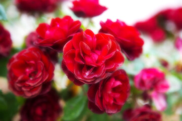 Beautiful red roses with copy space and soft blur for backgrounds. Floral abstract background