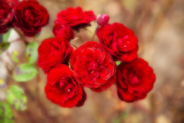 Beautiful red roses with copy space and soft blur for backgrounds. Floral abstract background
