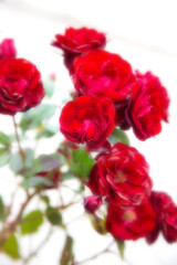 Beautiful pink roses with copy space and soft blur for backgrounds. Floral abstract background