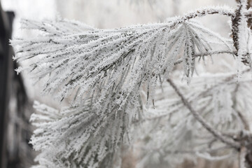 Ice-covered grass on a snow-covered field. Plants in frost, nature background. Winter landscape, scene