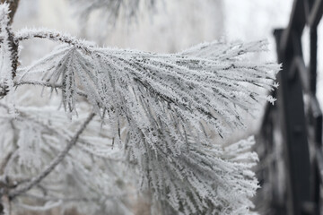 Ice-covered grass on a snow-covered field. Plants in frost, nature background. Winter landscape,...