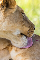 Lioness licking her leg with her tongue
