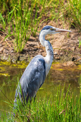 African heron at a river in Masai Mara in Kenya